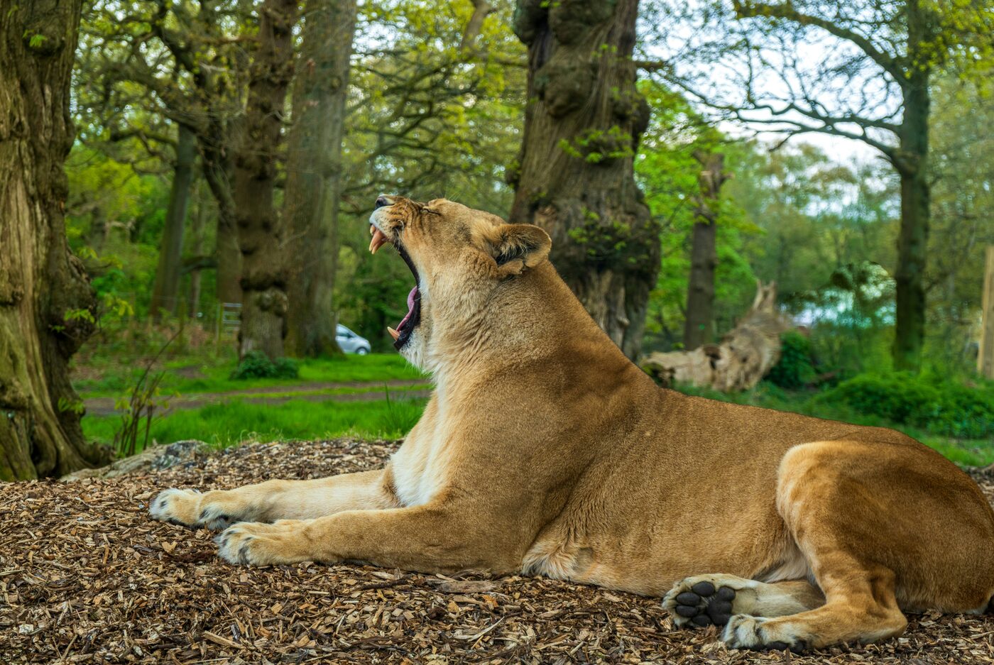 Safari Park